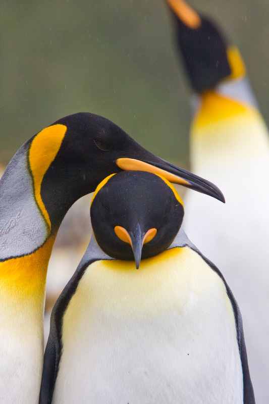 King Penguins